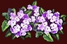 b_gui_ig_i_it_rgt_verbena_flowers